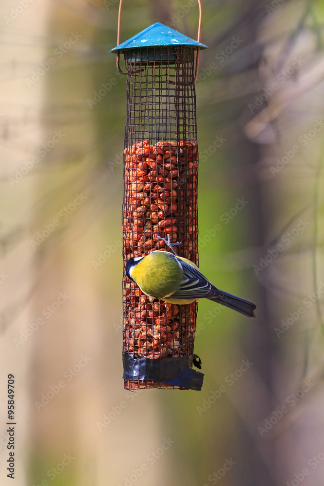 Fototapeta premium Great Tit on a bird feeder