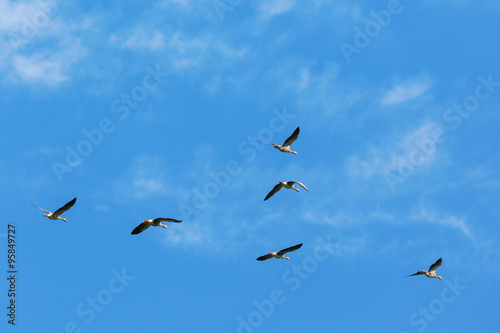 Flock of greylag geese flying in the sky