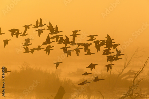 Flock of ducks flying in sunrise over the lake © Lars Johansson