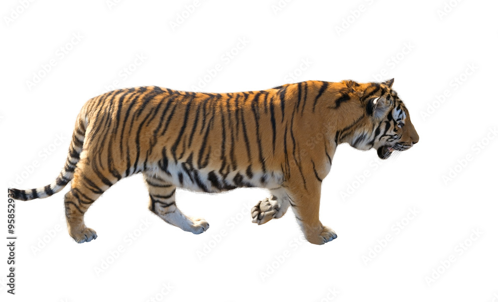 the Amur tiger