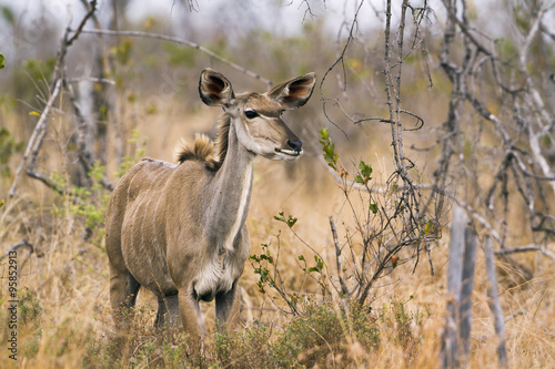Fototapeta Naklejka Na Ścianę i Meble -  Great kudu female in Kruger National park