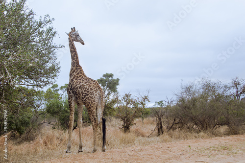 Giraffe in Kruger National park