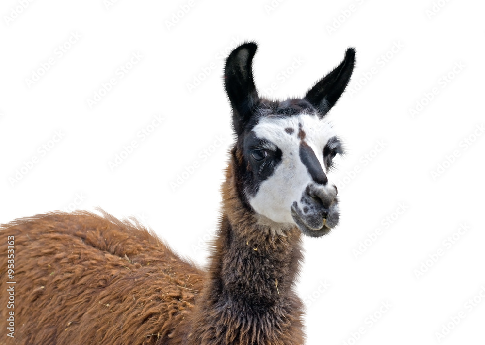 Obraz premium Beautiful lama portrait