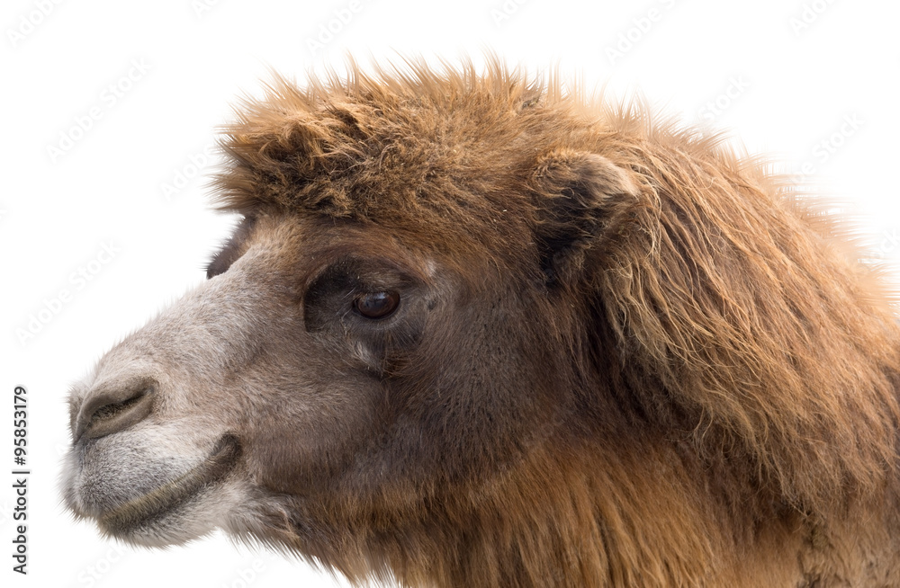 Obraz premium Portrait of Camel