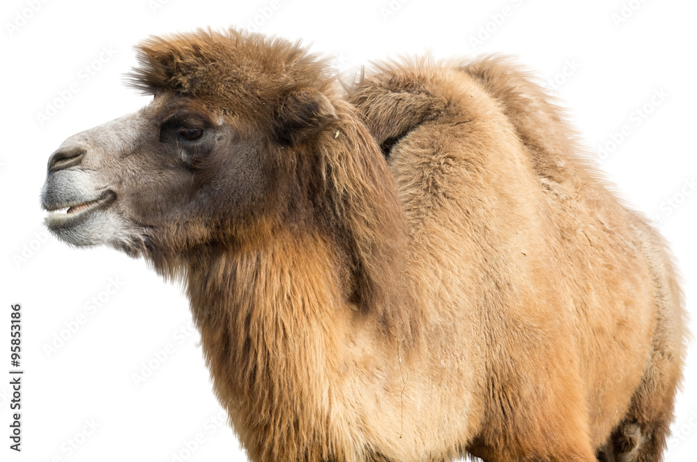 Portrait of Camel StockFoto Adobe Stock