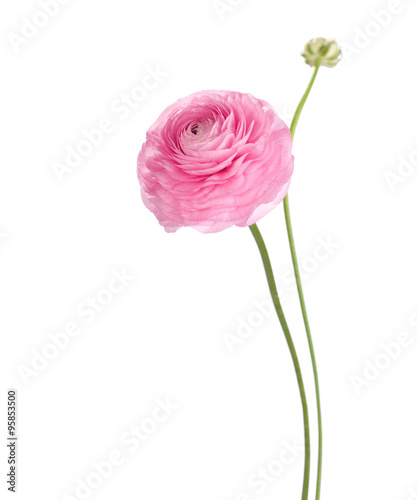 Fotografia Light pink flower isolated on white background. Ranunculus