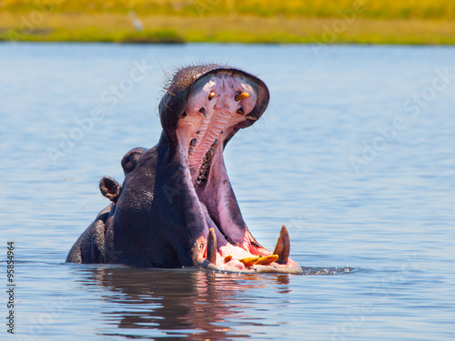 Big hippo with wide open mouth in the river