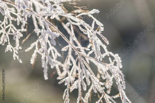 Poetic winter - frozen plants with snow crystals