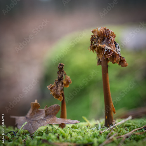 Closeup of half decayed mushrooms