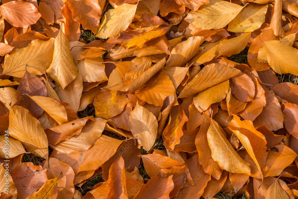 Texture of fallen golden leaves shot from above Texture of fallen golden leaves shot from above