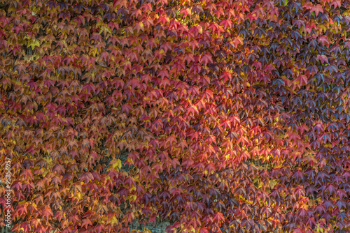 Wall of colorful ivy leaves in autumn