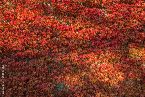 Wall of colorful ivy leaves in autumn © benbro