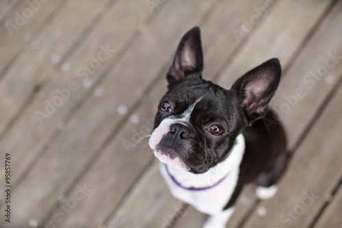 Fototapeta Naklejka Na Ścianę i Meble -  Boston Terrier