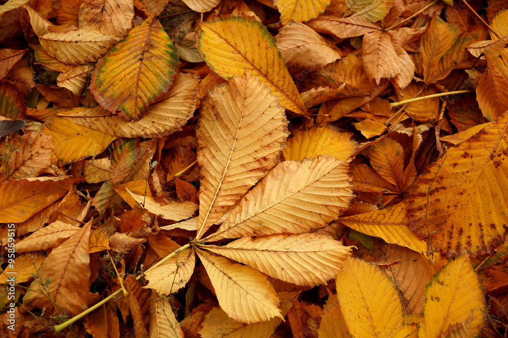 Autumn leaves Autumn leaves