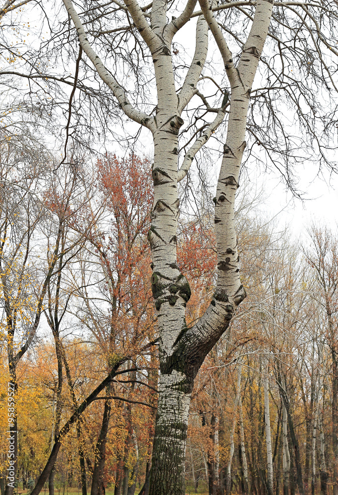 Fototapeta premium autumn