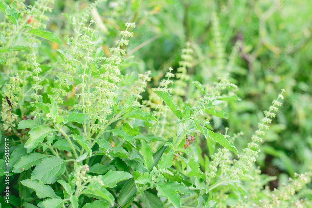 Holy basil Holy basil