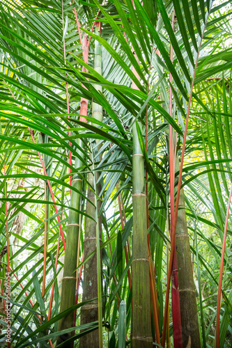 Fototapeta Naklejka Na Ścianę i Meble -  ein großer Bambusstrauß im Garten