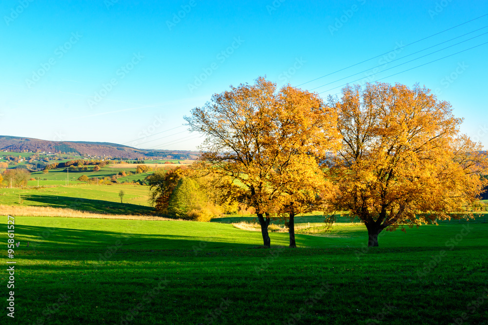 Landscape with two trees in autumn in Belgian Ardennes Landscape with two trees in autumn in Belgian Ardennes