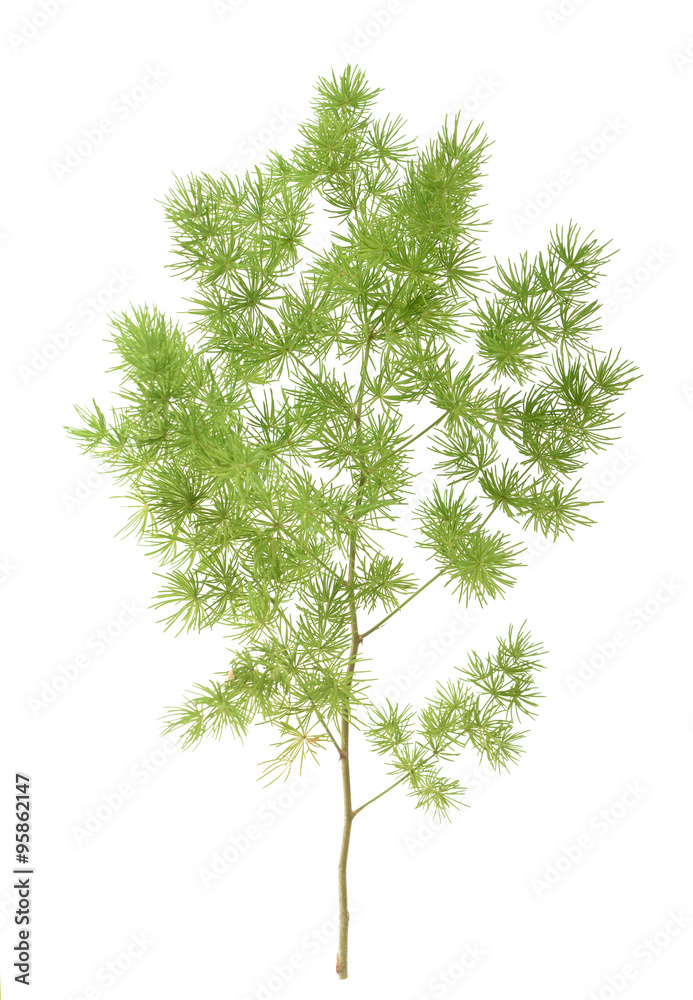 Asparagus setaceus Asparagus setaceus