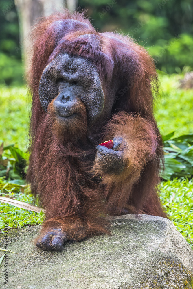 Orangutan in the jungle of Borneo Indonesia.