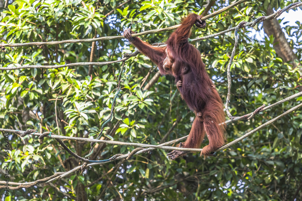 Obraz premium Orangutan in the jungle of Borneo Indonesia.
