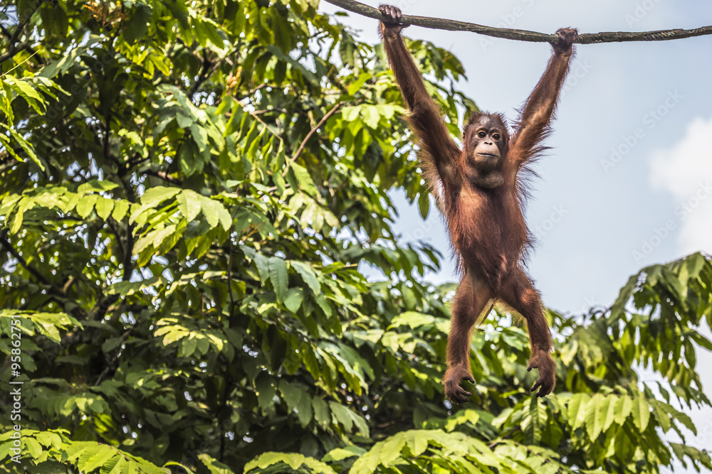 Fototapeta premium Orangutan w dżungli na Borneo w Indonezji.