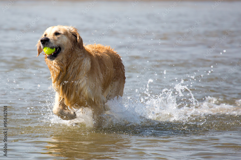 Hund im Meer Stock Photo | Adobe Stock