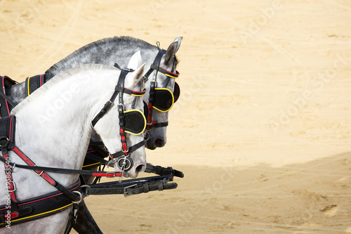 Fototapeta Naklejka Na Ścianę i Meble -  caballos negros en Doma vaquera en la feria