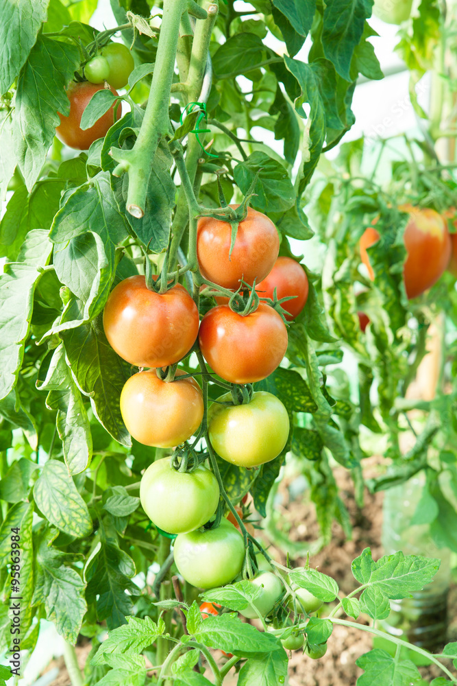 Organic tomatoes in a greenhouse