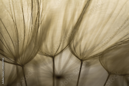 Dandelion seed on macro photo. Spring background