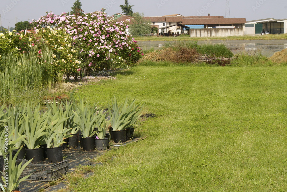 Obraz premium Vivaio