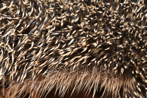 hedgehog spine and fur detail