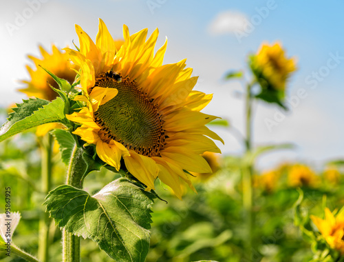 Fototapeta Naklejka Na Ścianę i Meble -  Sonnenblumen im freien