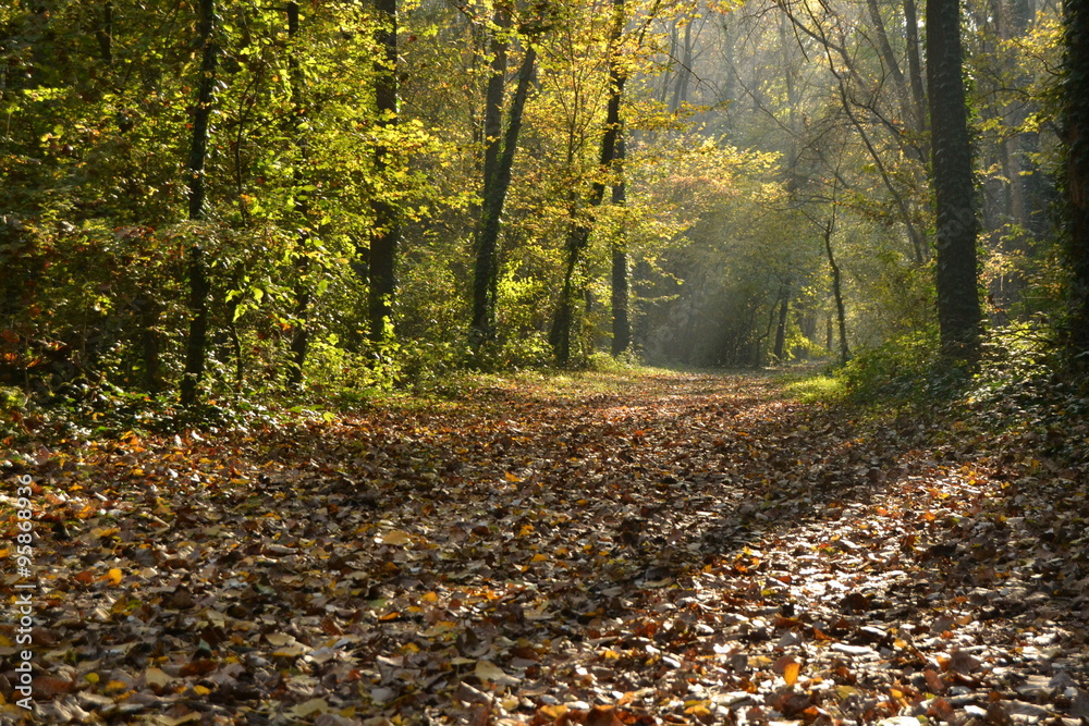 autumn autumn