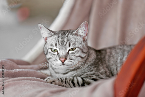 Beautiful cat on light background