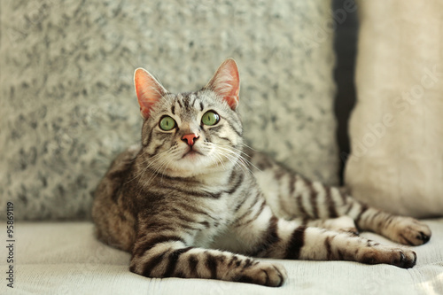 Beautiful cat on sofa close-up