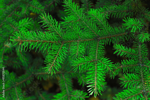 Pine tree background © Africa Studio