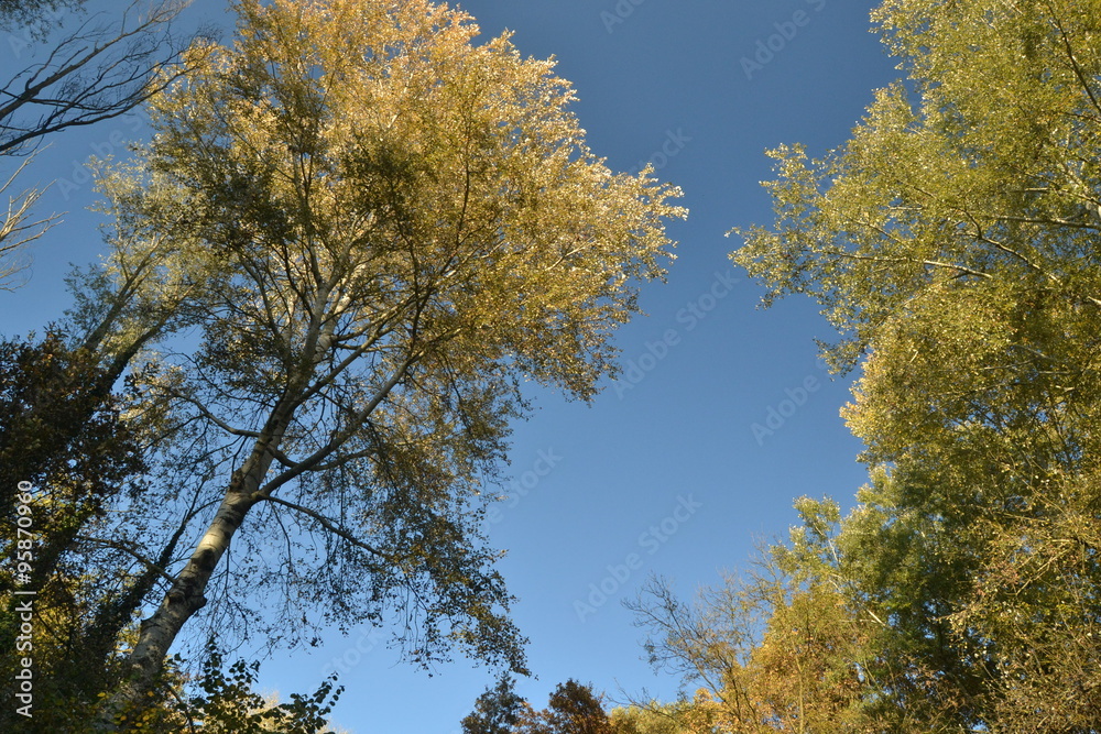 Fototapeta premium autumn