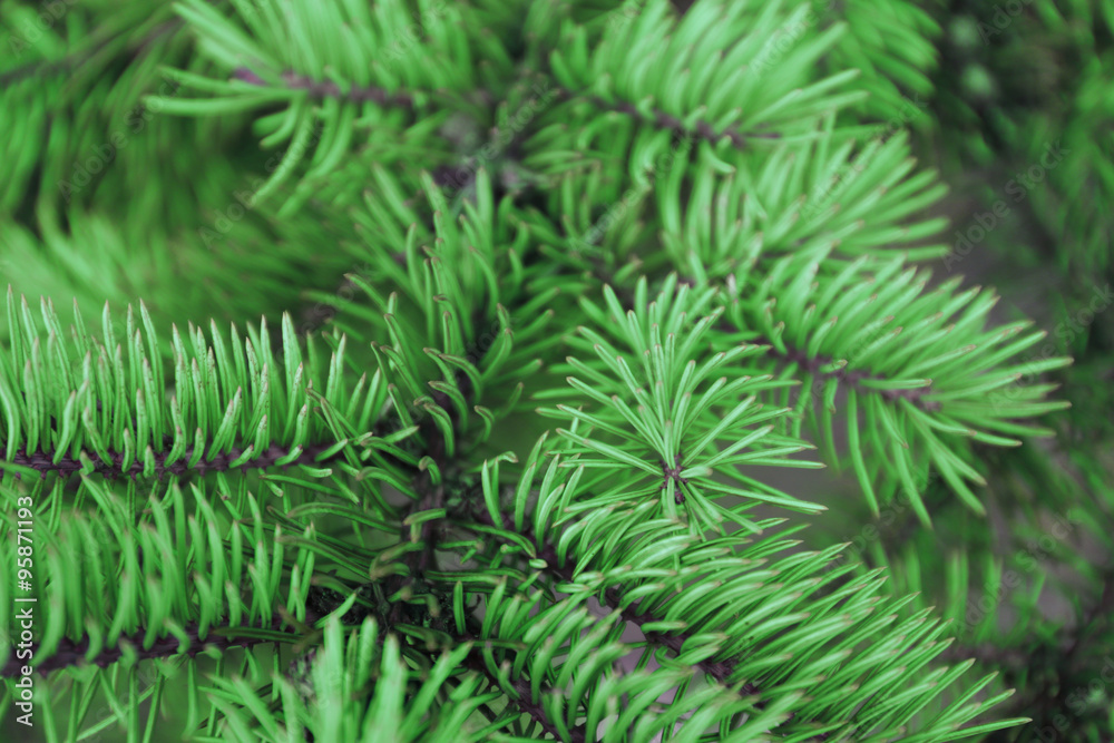 Pine tree background Pine tree background