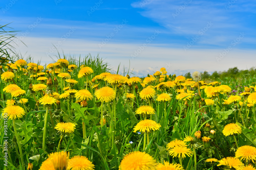 Fototapeta premium Dandelions