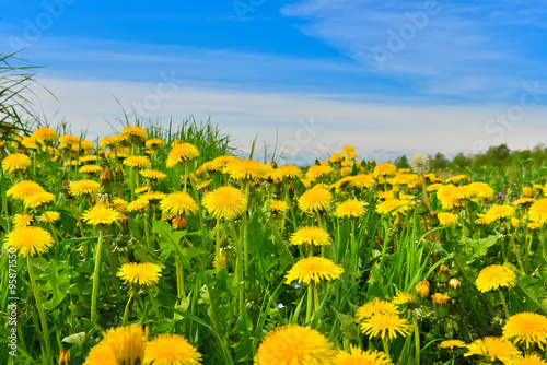 Fototapeta Naklejka Na Ścianę i Meble -  Dandelions