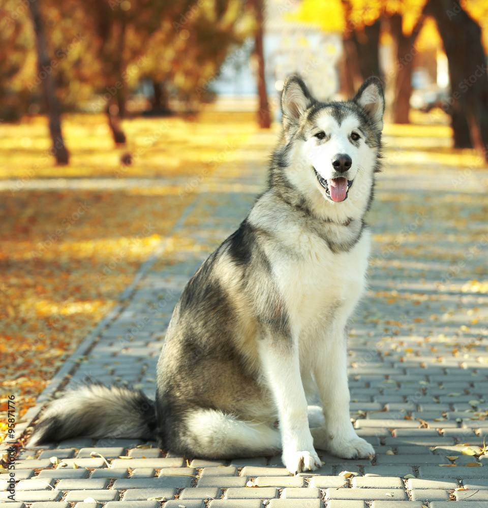 Obraz premium Happy young woman walking with her dog in park