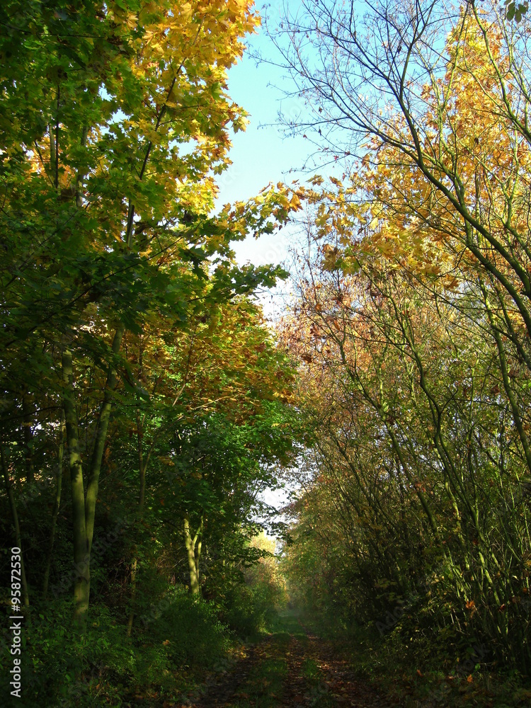 Wald im Herbst in Berlin Wald im Herbst in Berlin