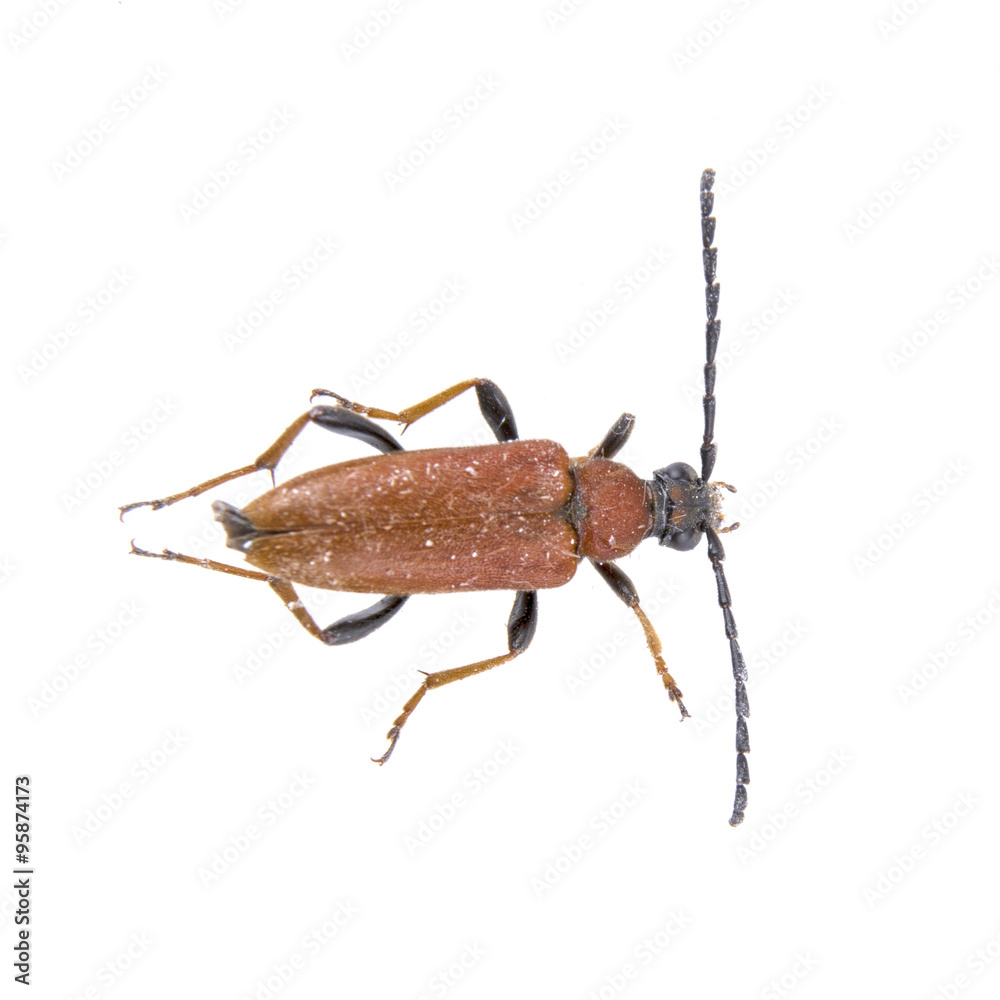 Black brown bug on a white background Black brown bug on a white background