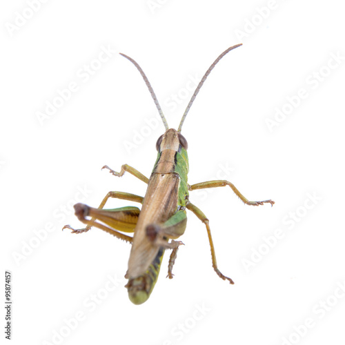 Green brown grasshopper on a white background