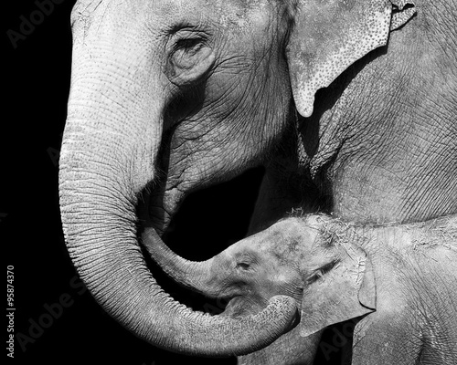 black and white portrait of an elephant and her baby #95874370