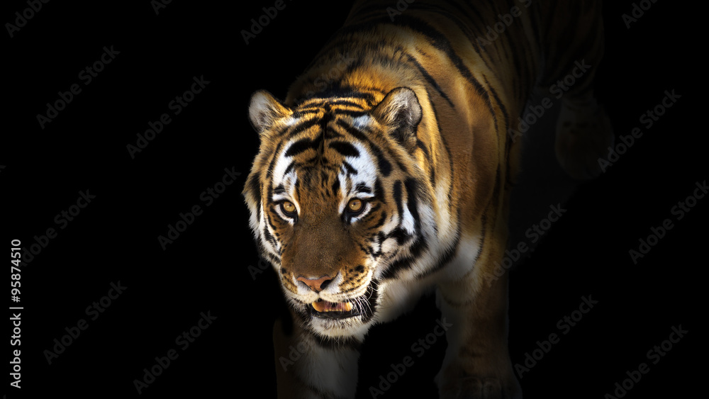 Fototapeta premium Tiger emerging from dark shadows