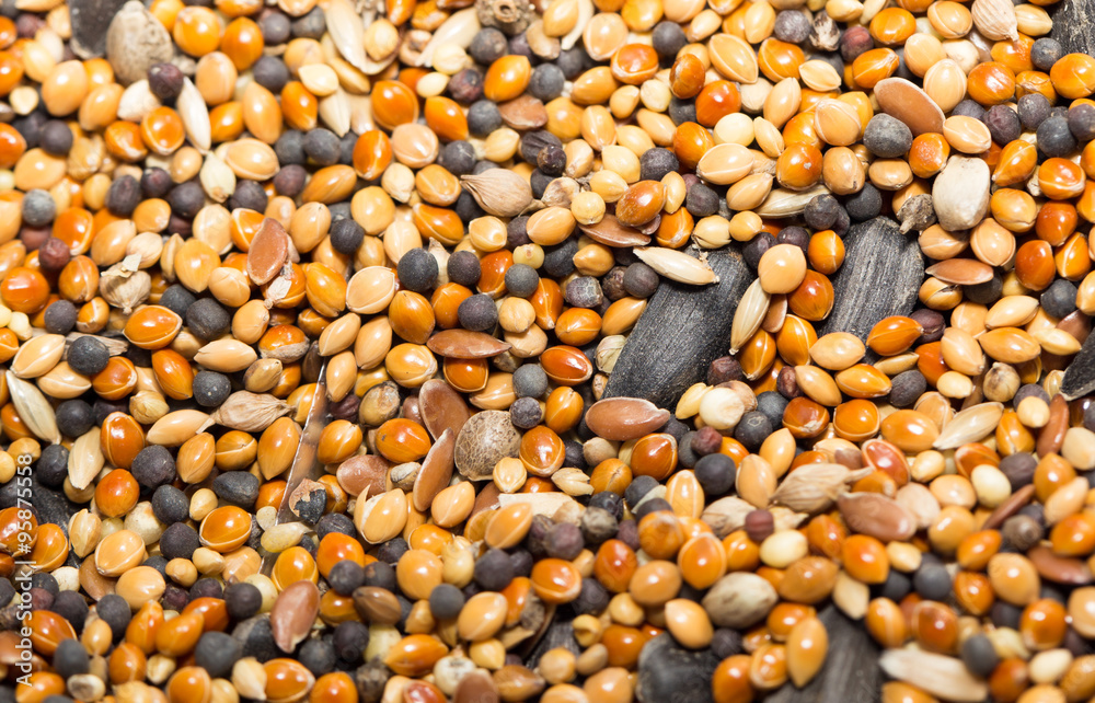 food for birds. close food for birds. close