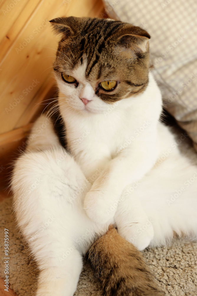Obraz premium close-up of domestic cat portrait