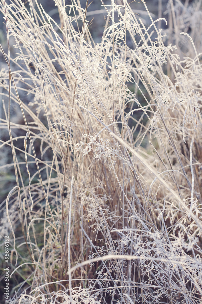 Fototapeta premium Hoarfrost on dry grass in winter time.